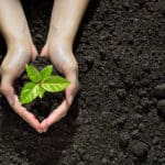 Hands holding and caring a green young plant
